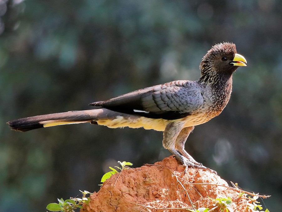 ヒガシハイイロエボシドリ - eBird