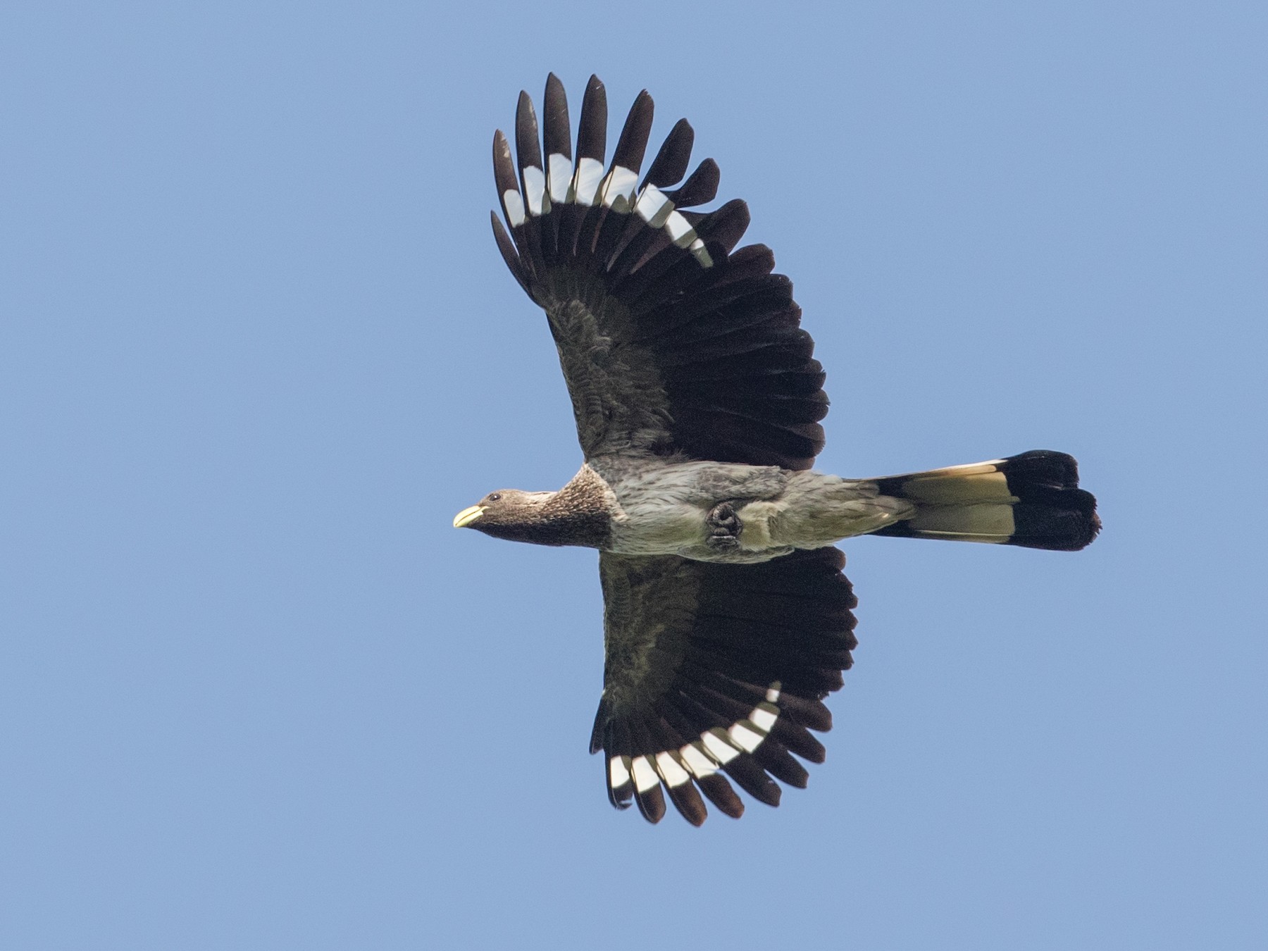 Turaco Gris Oriental - eBird