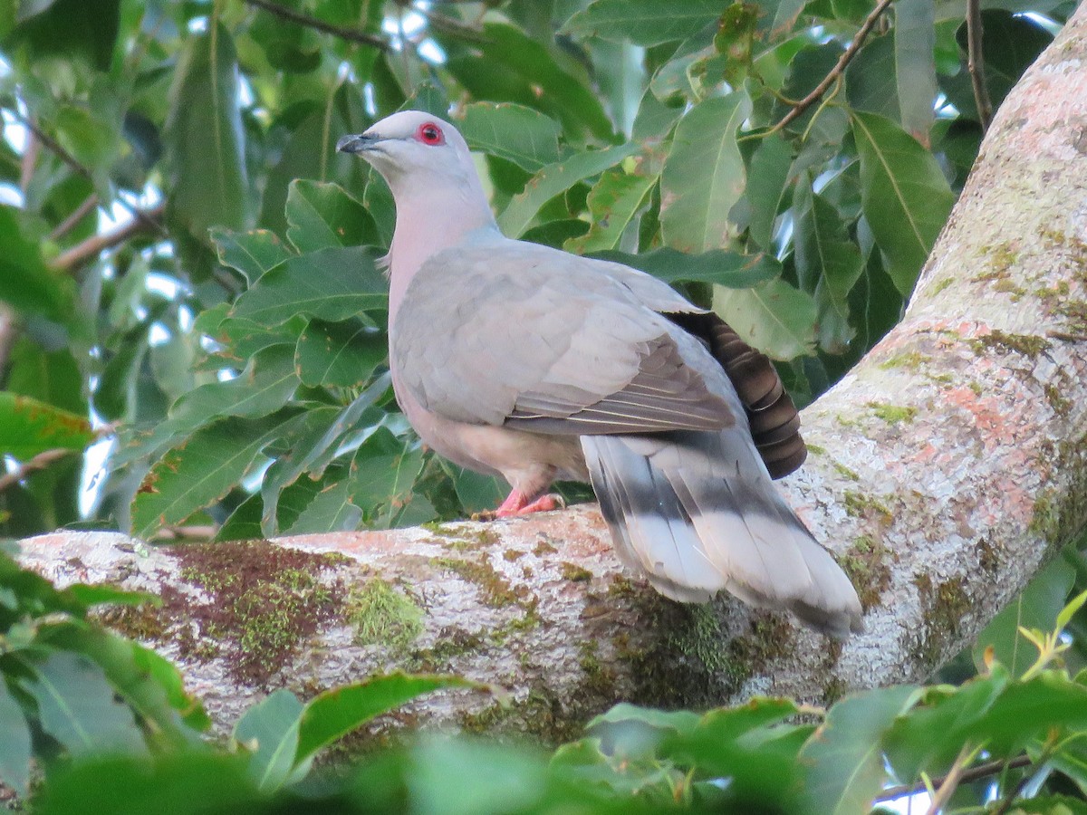 Ring-tailed Pigeon - ML24061501
