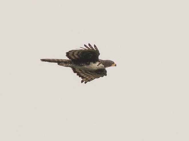 Cassin's Hawk-Eagle - Andreas Boe
