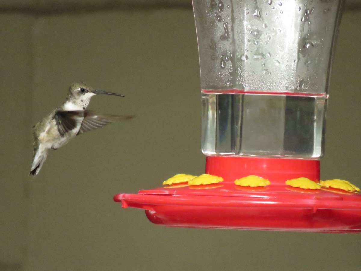 Black-chinned Hummingbird - Lloyd Davis