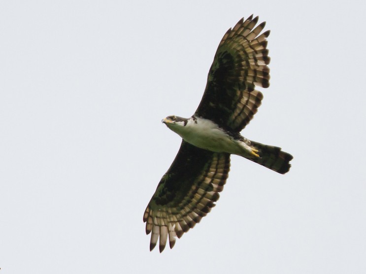 Cassin's Hawk-Eagle - Yann Kolbeinsson