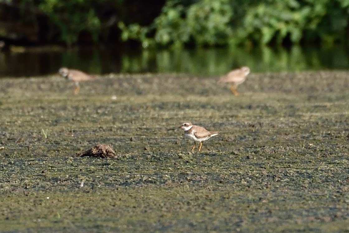 Semipalmated Plover - ML240616801