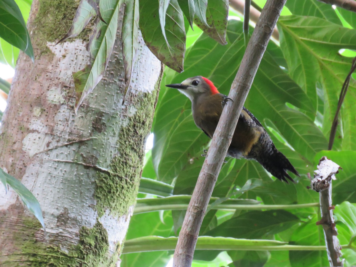 Jamaican Woodpecker - ML24061681