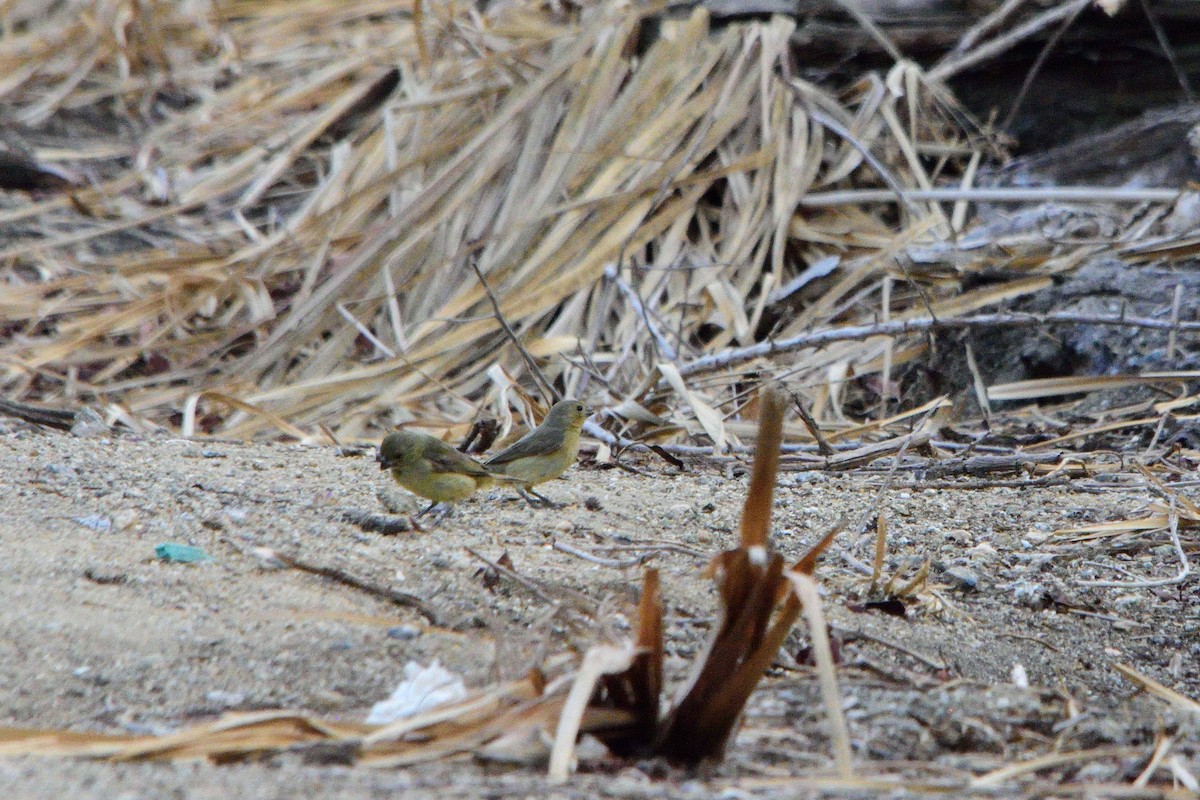 Yellow-bellied Seedeater - ML240617931
