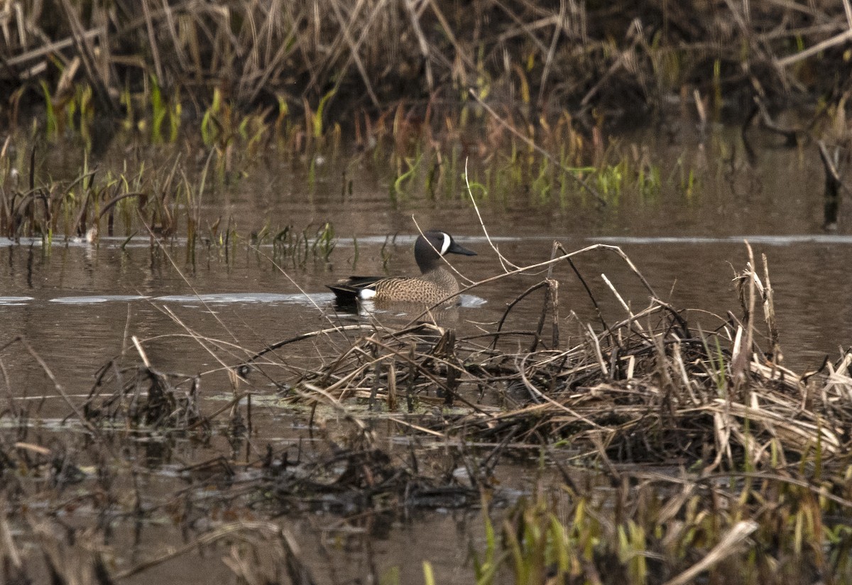 Blue-winged Teal - ML240618641