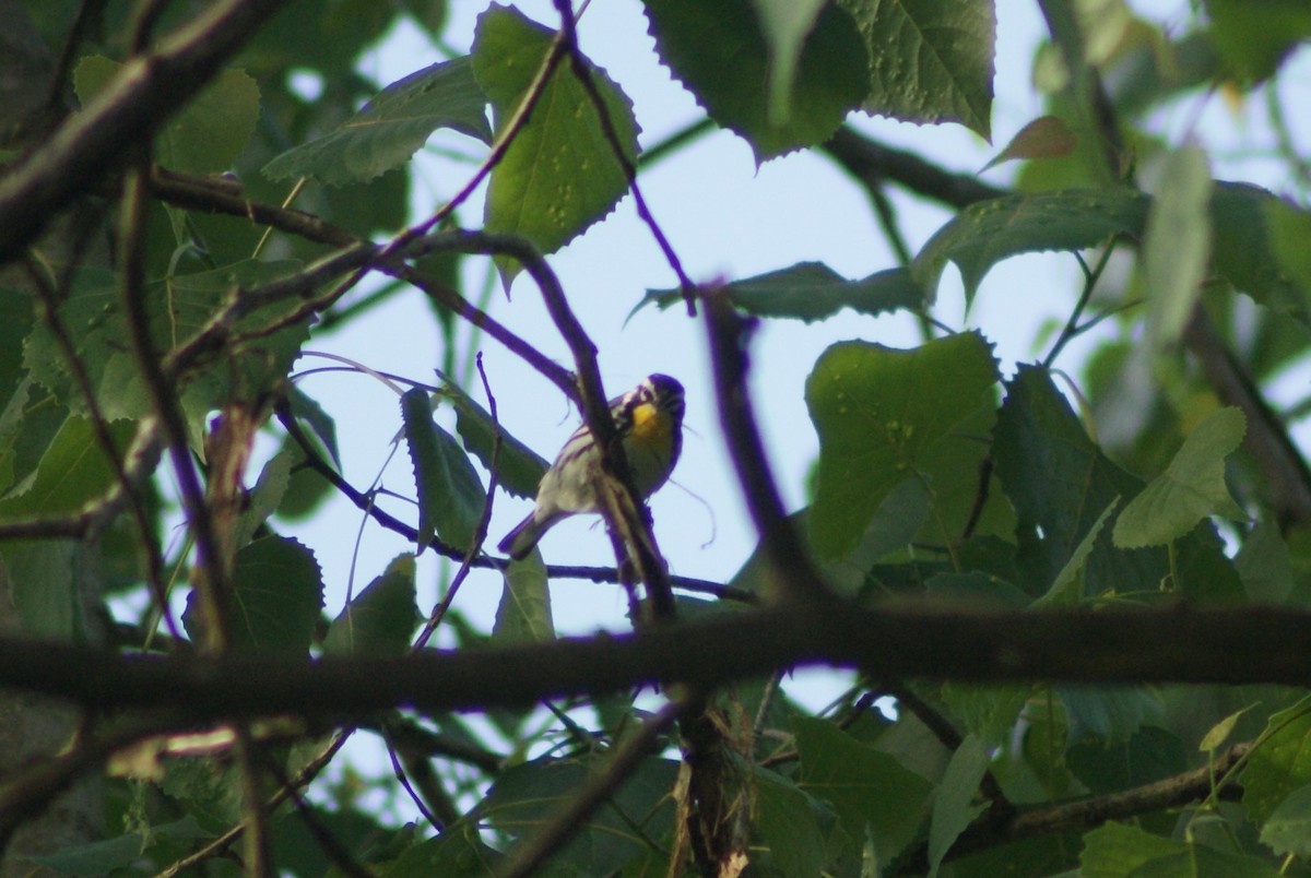 Yellow-throated Warbler - ML240619081