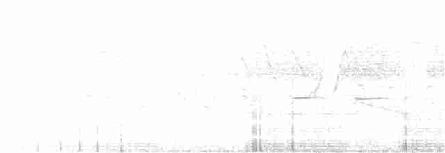 tyranovec vrbový - ML240619311