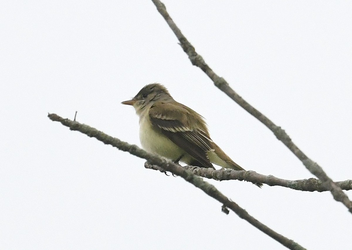 Willow Flycatcher - Gary Chapin
