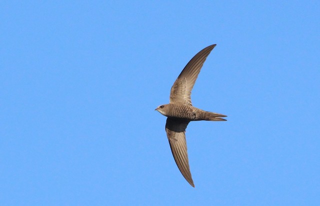 © Nelson Fonseca - Pallid Swift