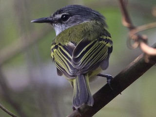  - Slate-headed Tody-Flycatcher