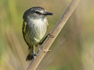  - Slate-headed Tody-Flycatcher