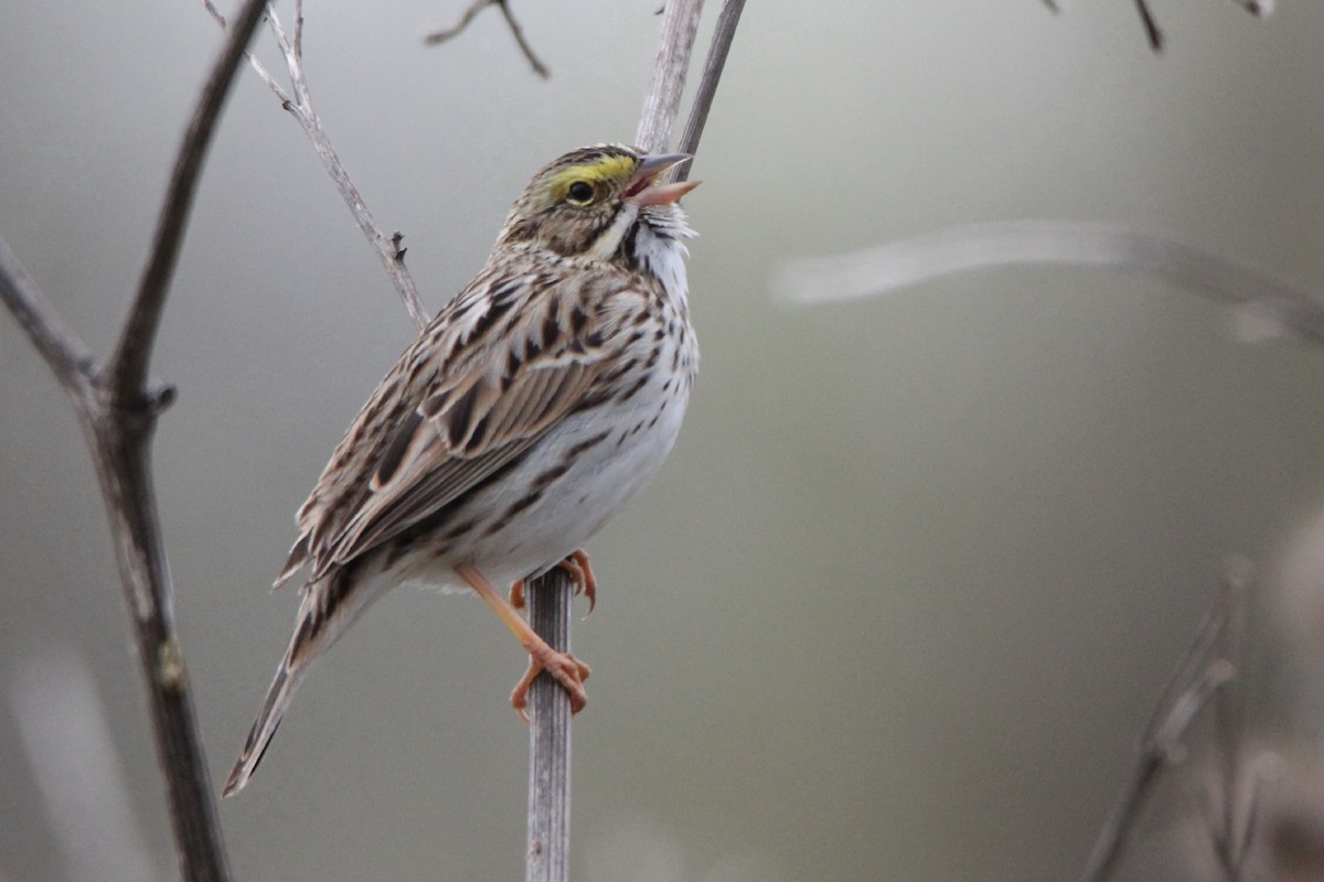 Savannah Sparrow - ML240626511