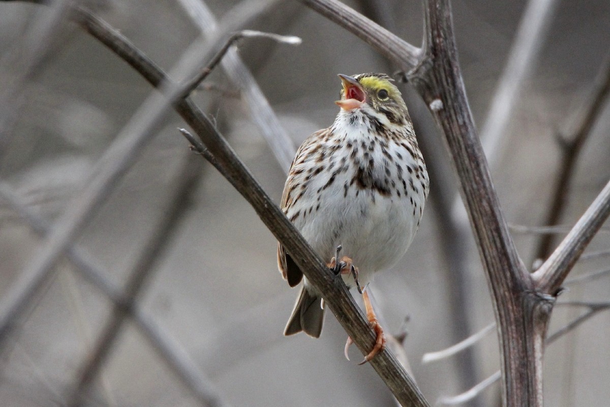 Savannah Sparrow - ML240626561