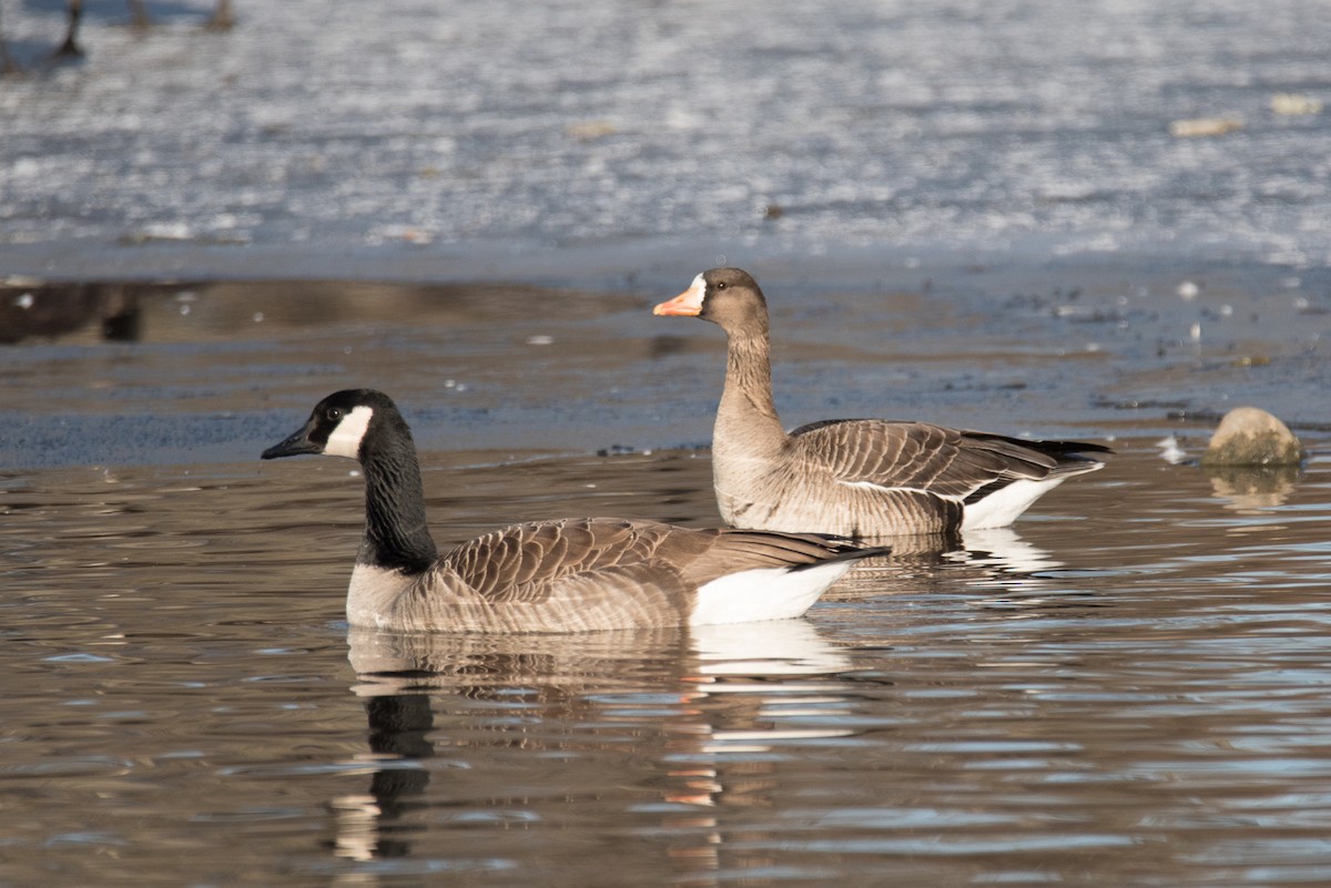 Greater White-fronted Goose - ML24062851