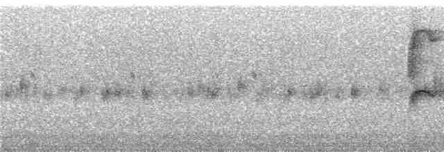 Puna Thistletail - ML240629