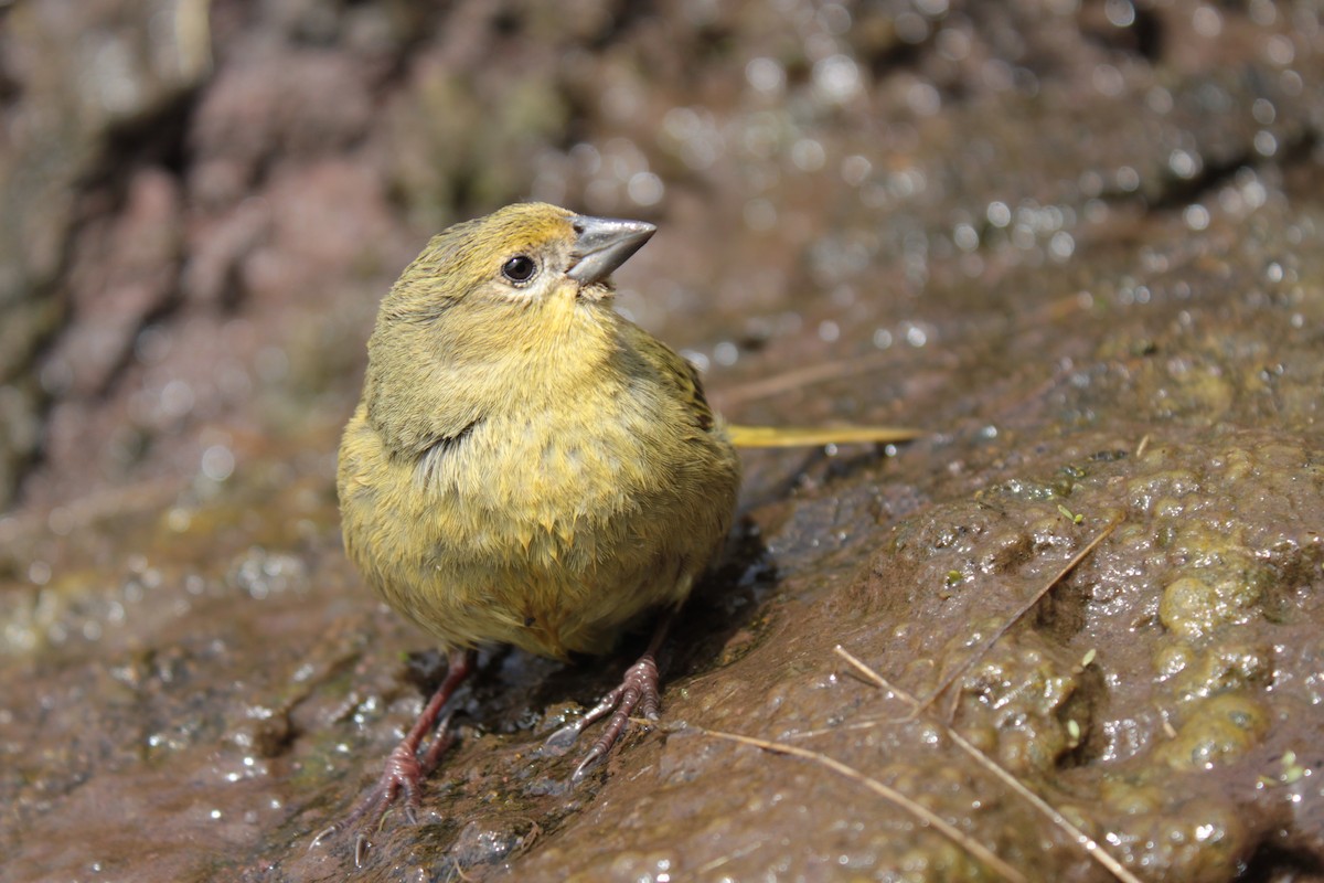 Inaccessible Island Finch (Lowland) - ML240629911