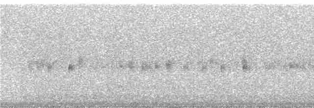 Puna Thistletail - ML240630