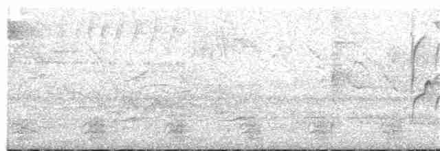 Southern Beardless-Tyrannulet - ML240632871