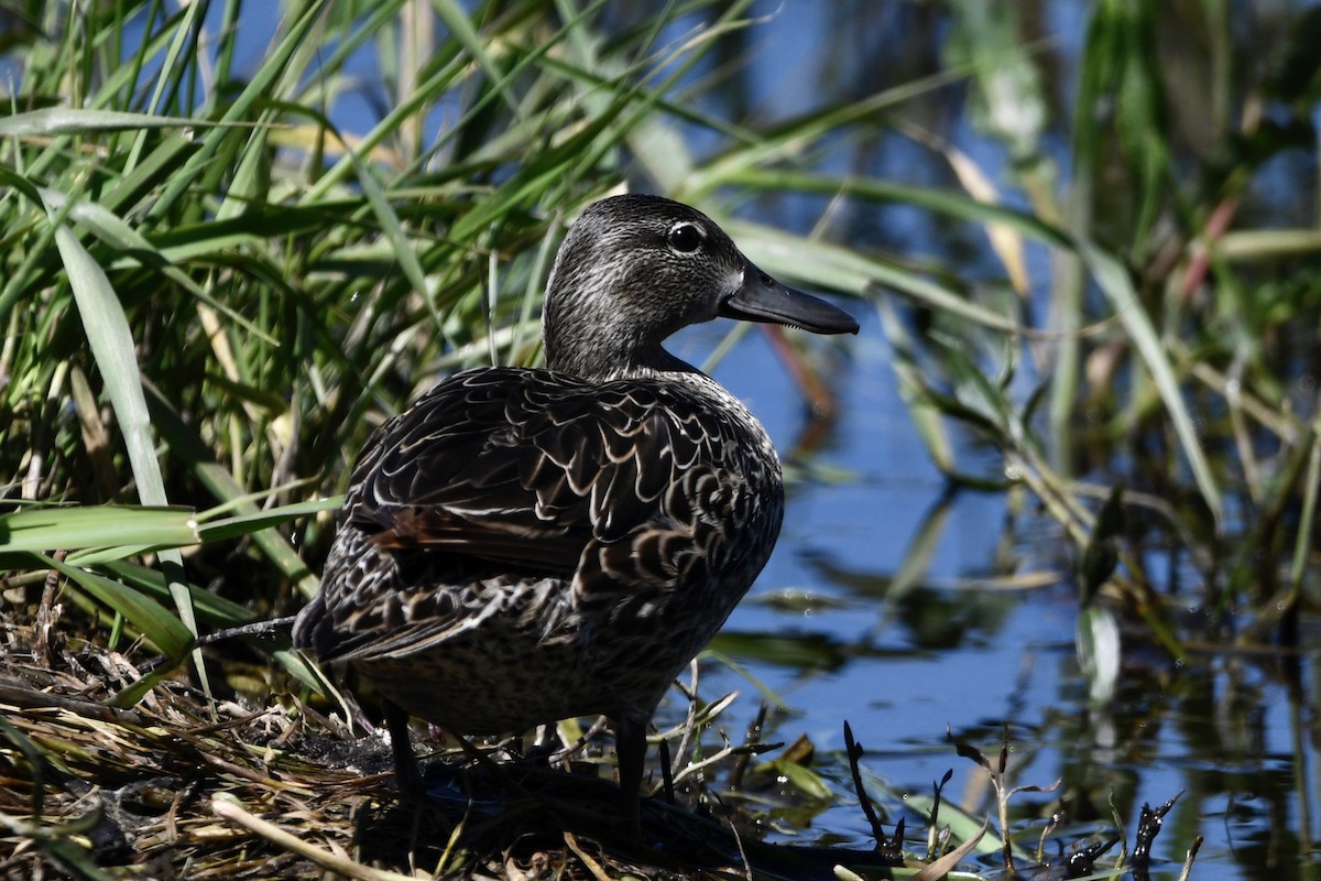 Blue-winged Teal - ML240636331