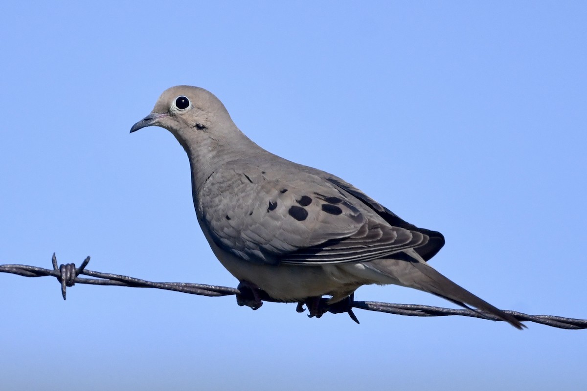 Mourning Dove - Randy Youngman
