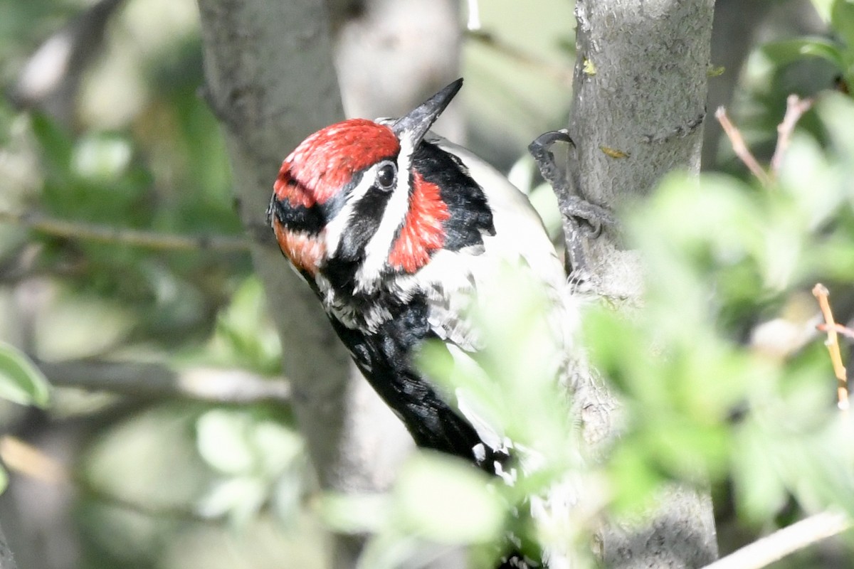 Red-naped Sapsucker - Randy Youngman