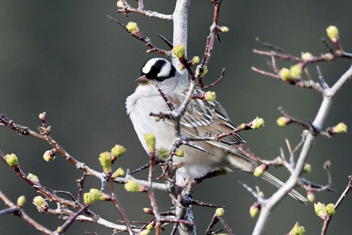 White-crowned Sparrow - ML240639571