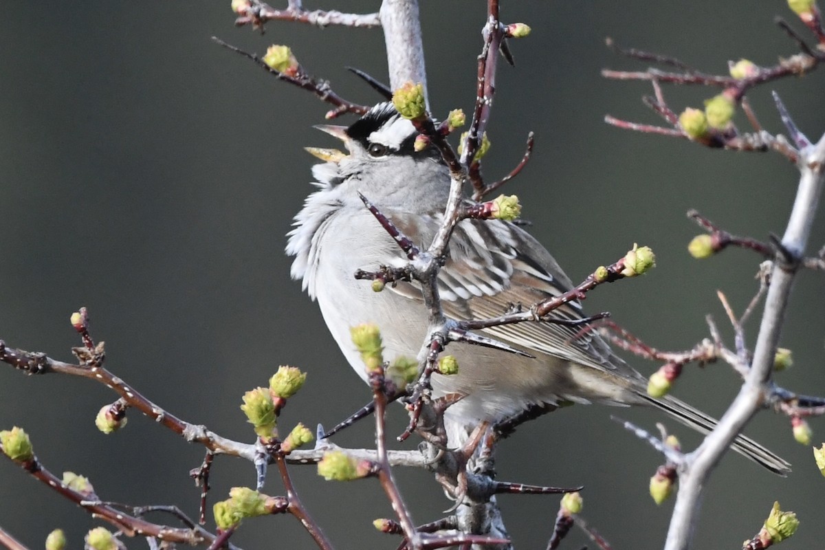 White-crowned Sparrow - ML240639601