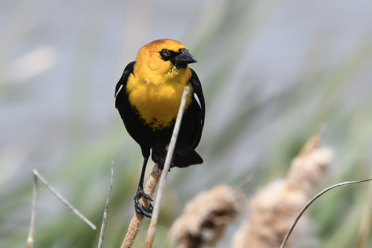 Yellow-headed Blackbird - ML240639781