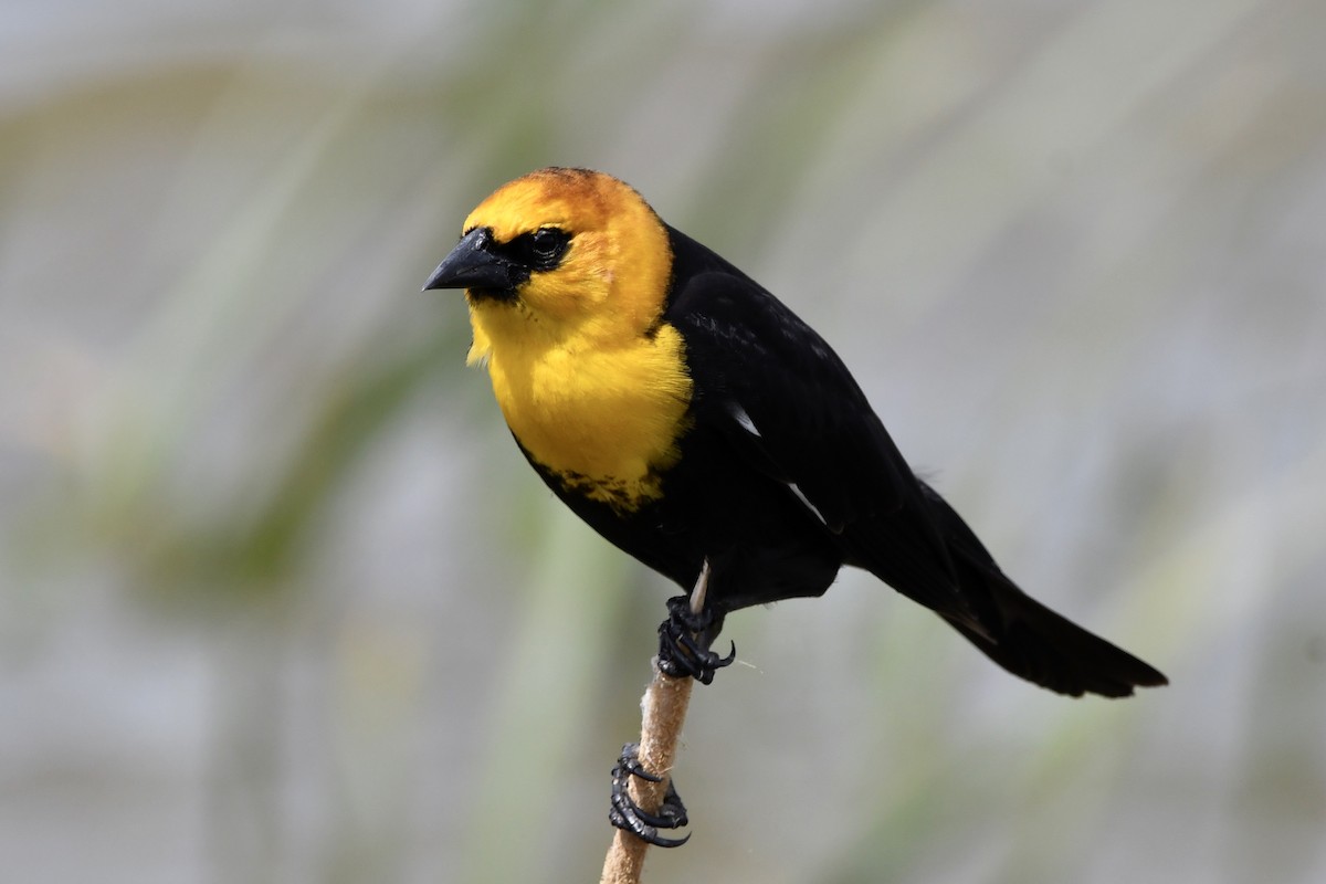 Yellow-headed Blackbird - Randy Youngman