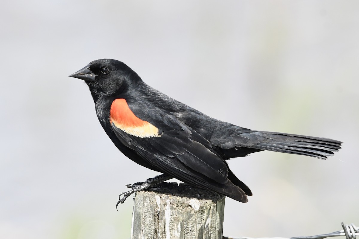 Red-winged Blackbird - Randy Youngman