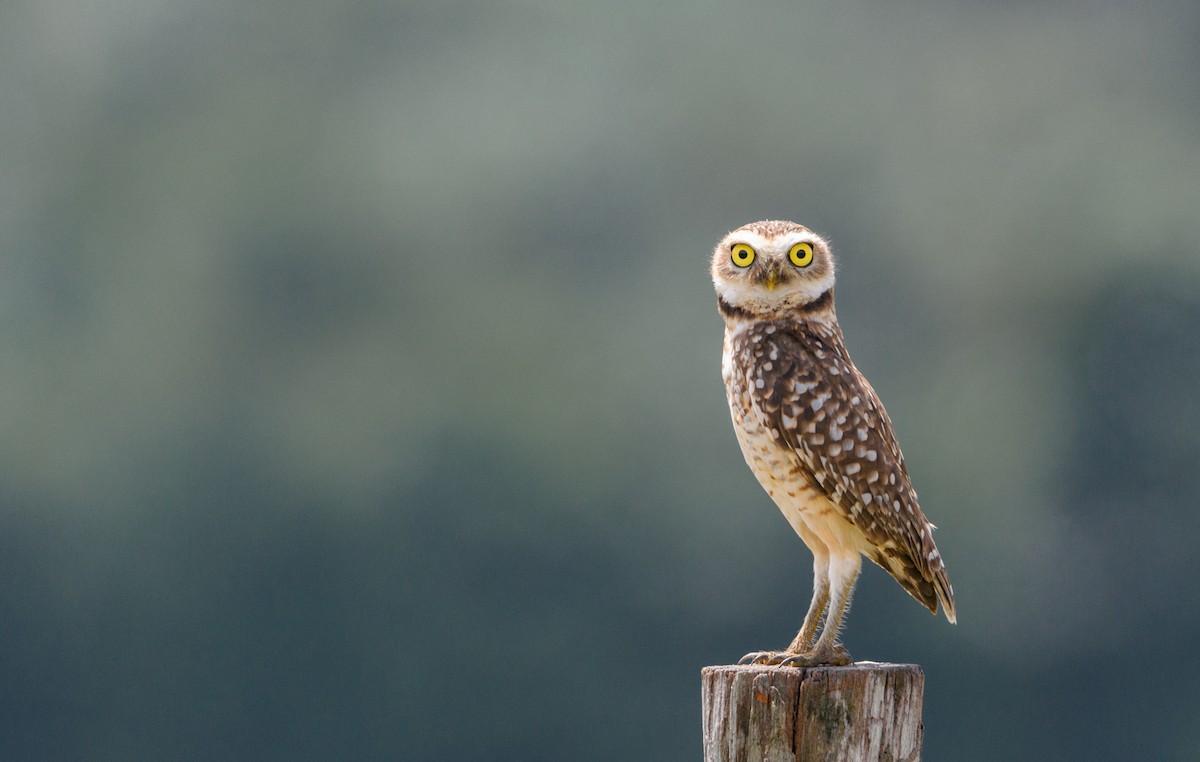 Burrowing Owl - ML240641421