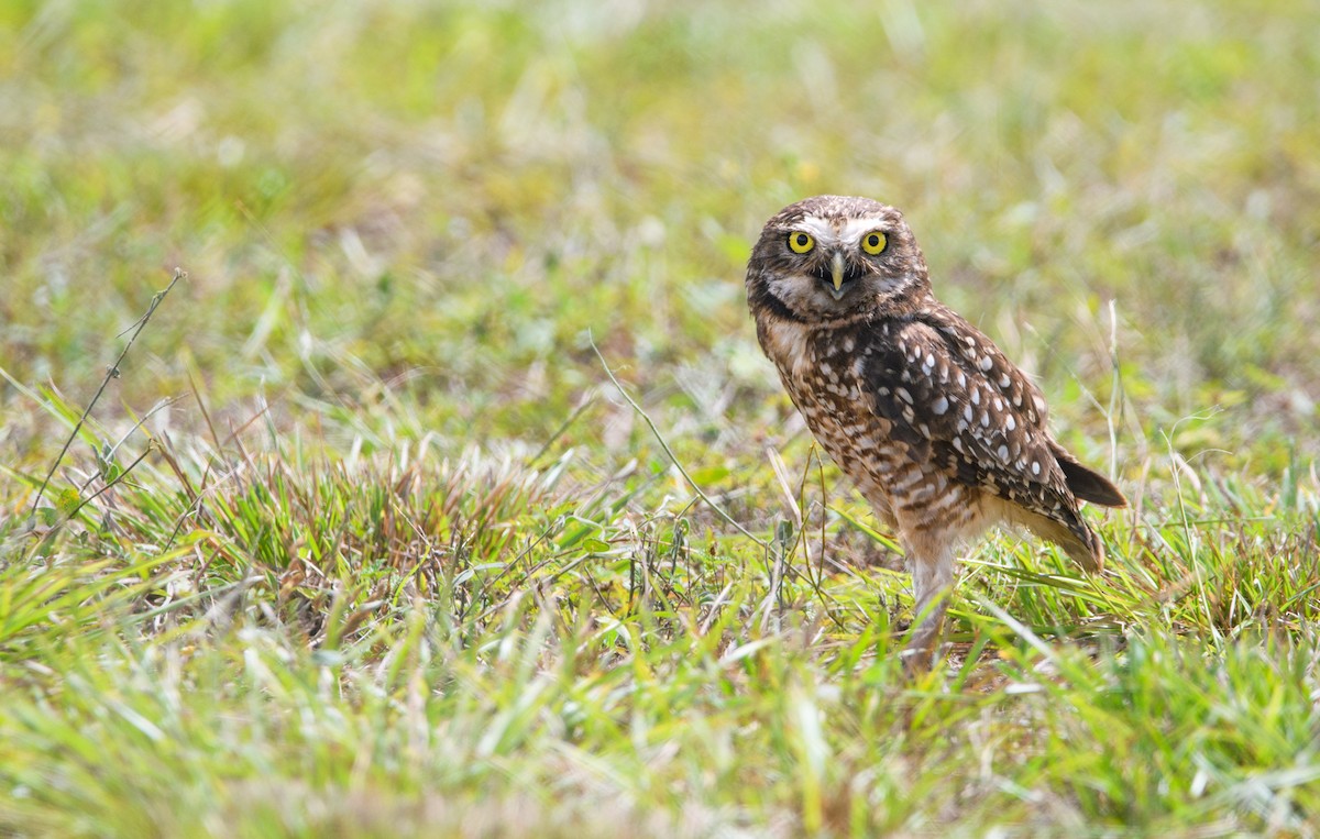 Burrowing Owl - ML240641441