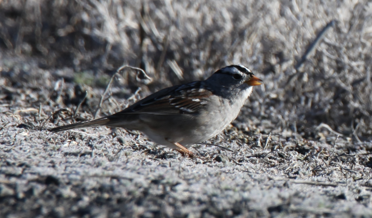 White-crowned Sparrow - ML240643841