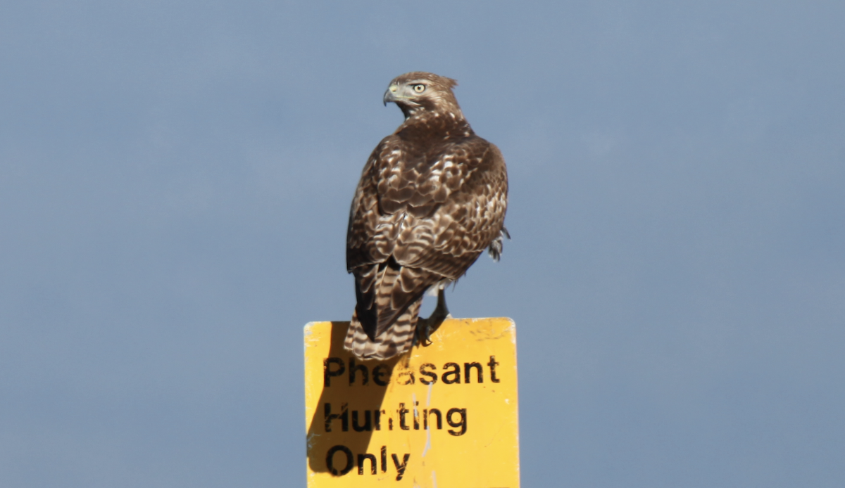 Red-tailed Hawk - ML240643891