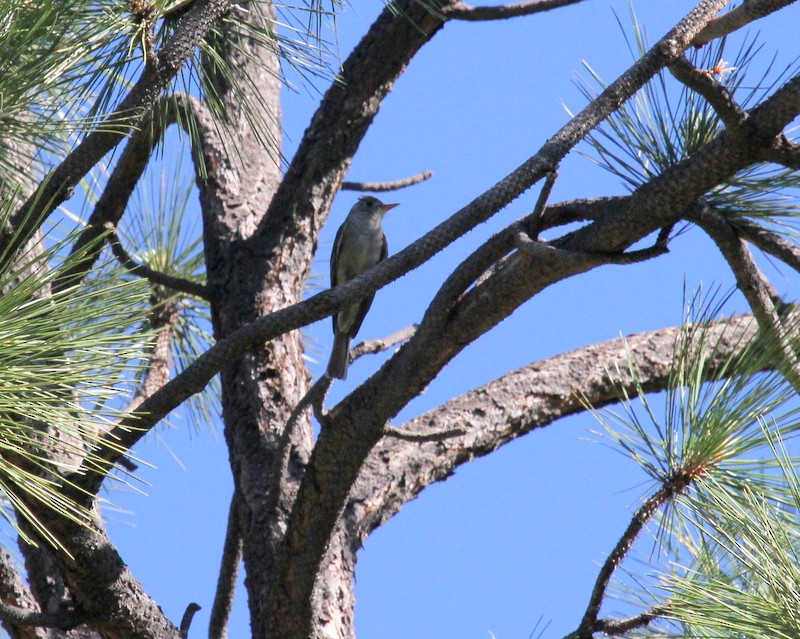 Greater Pewee - ML240647831