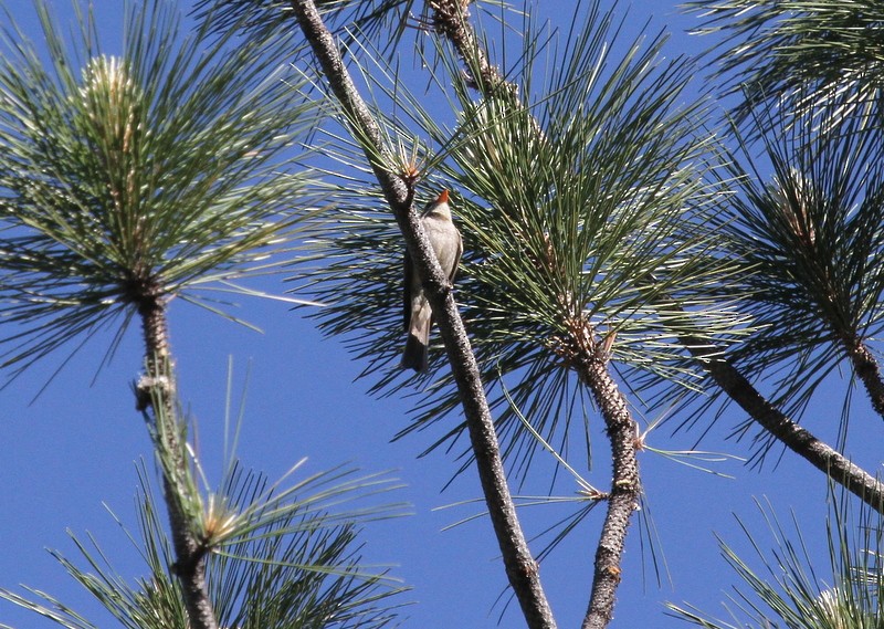 Greater Pewee - ML240647861
