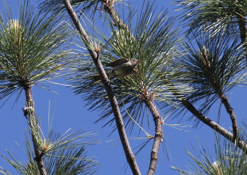 Greater Pewee - ML240647871