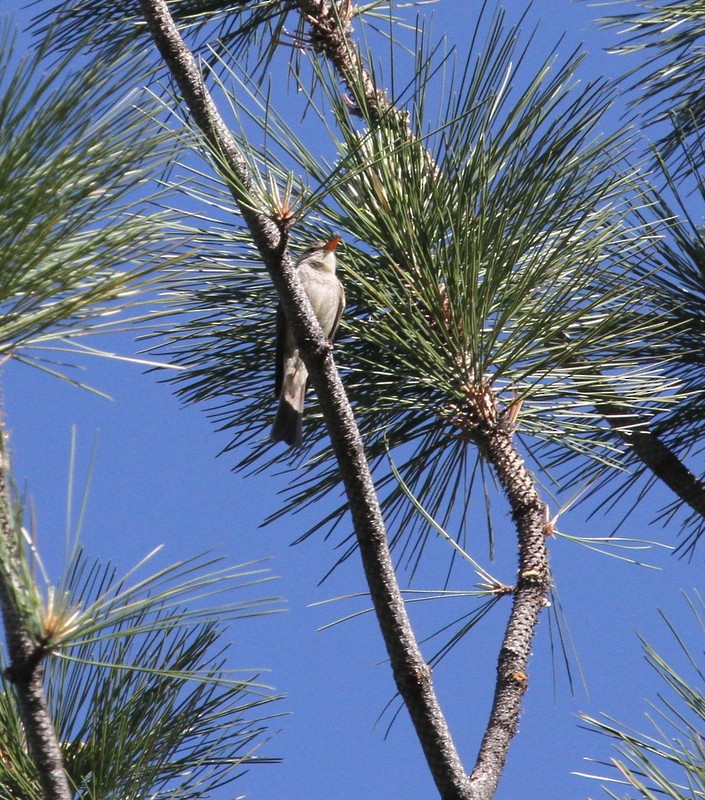 Greater Pewee - ML240647881