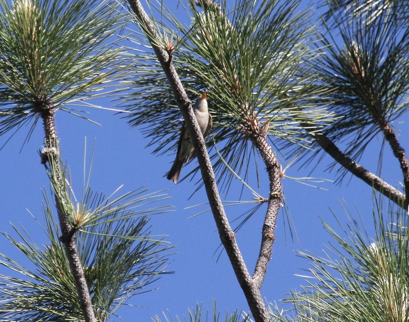 Greater Pewee - ML240647891
