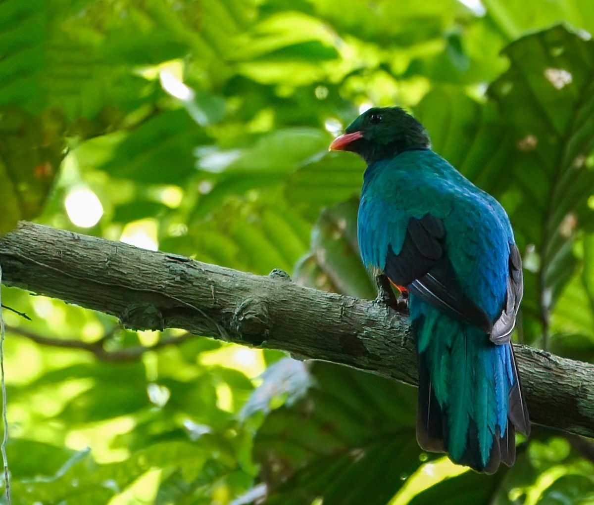 Quetzal pavonin - ML240648161