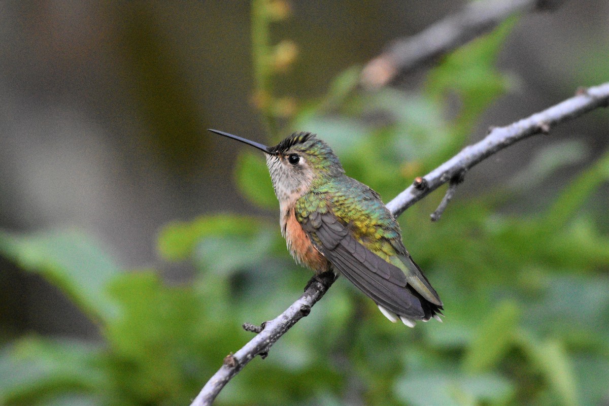 Broad-tailed Hummingbird - Brendan Beers