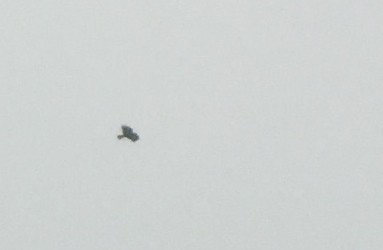 Short-tailed Hawk - ML24065281