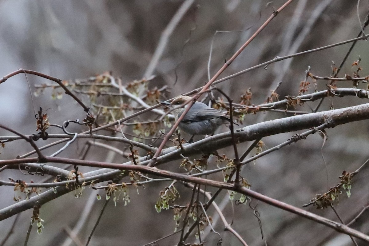 Brown-headed Nuthatch - ML240659221
