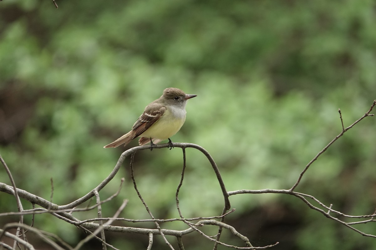 Great Crested Flycatcher - ML240660661