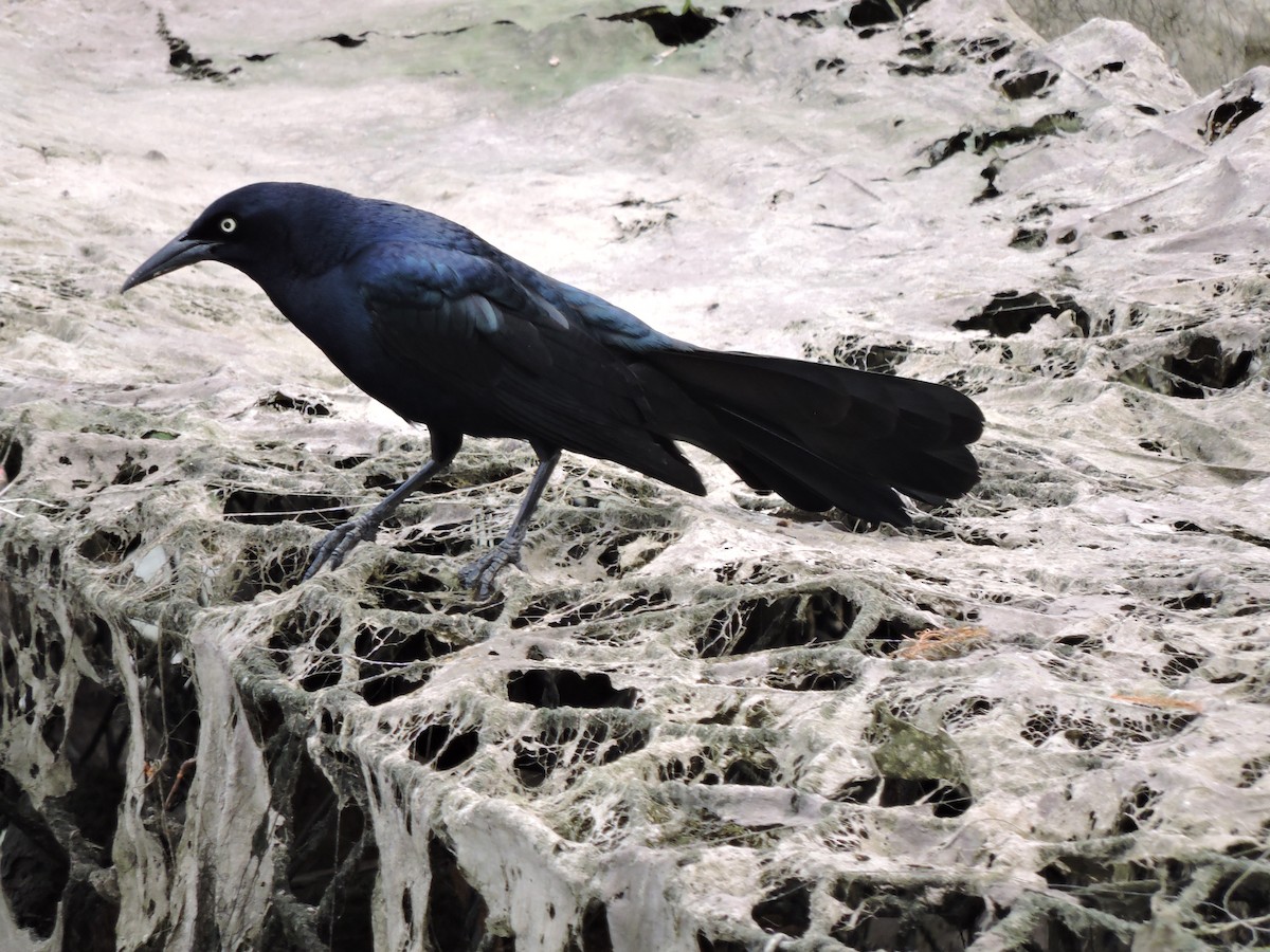 Great-tailed Grackle - ML240660981