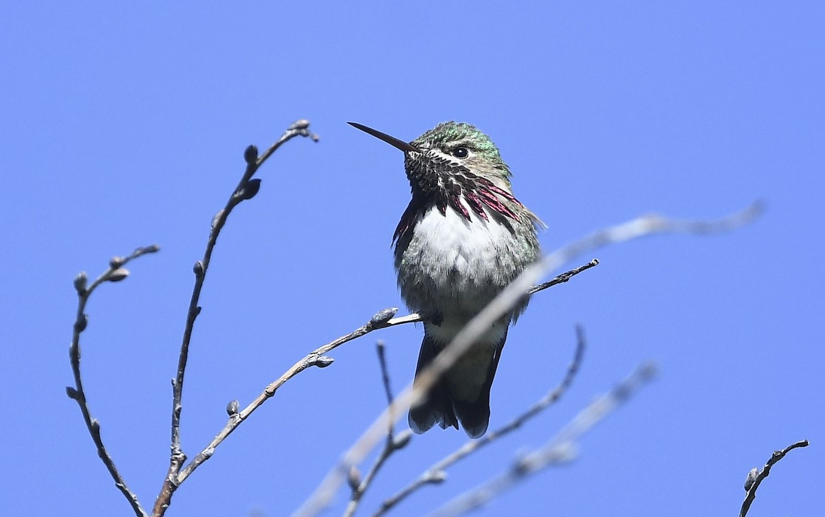 Calliope Hummingbird - ML240664011
