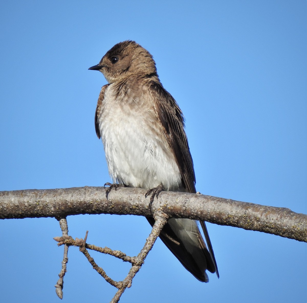 Northern Rough-winged Swallow - Bill Pelletier