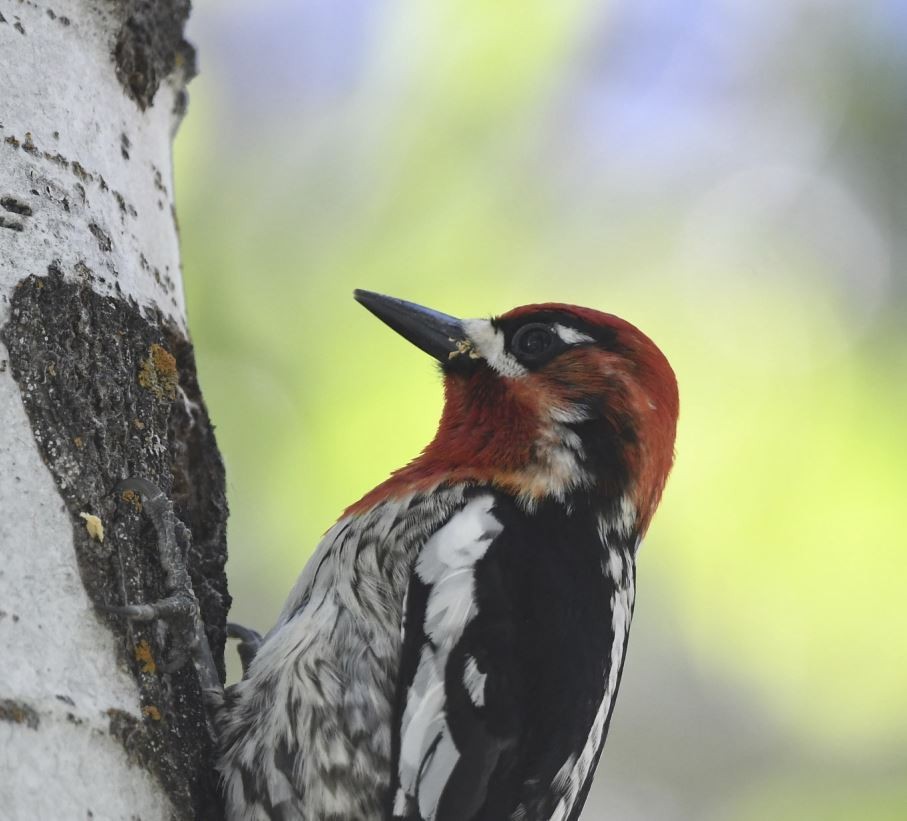 Red-naped x Red-breasted Sapsucker (hybrid) - ML240664991