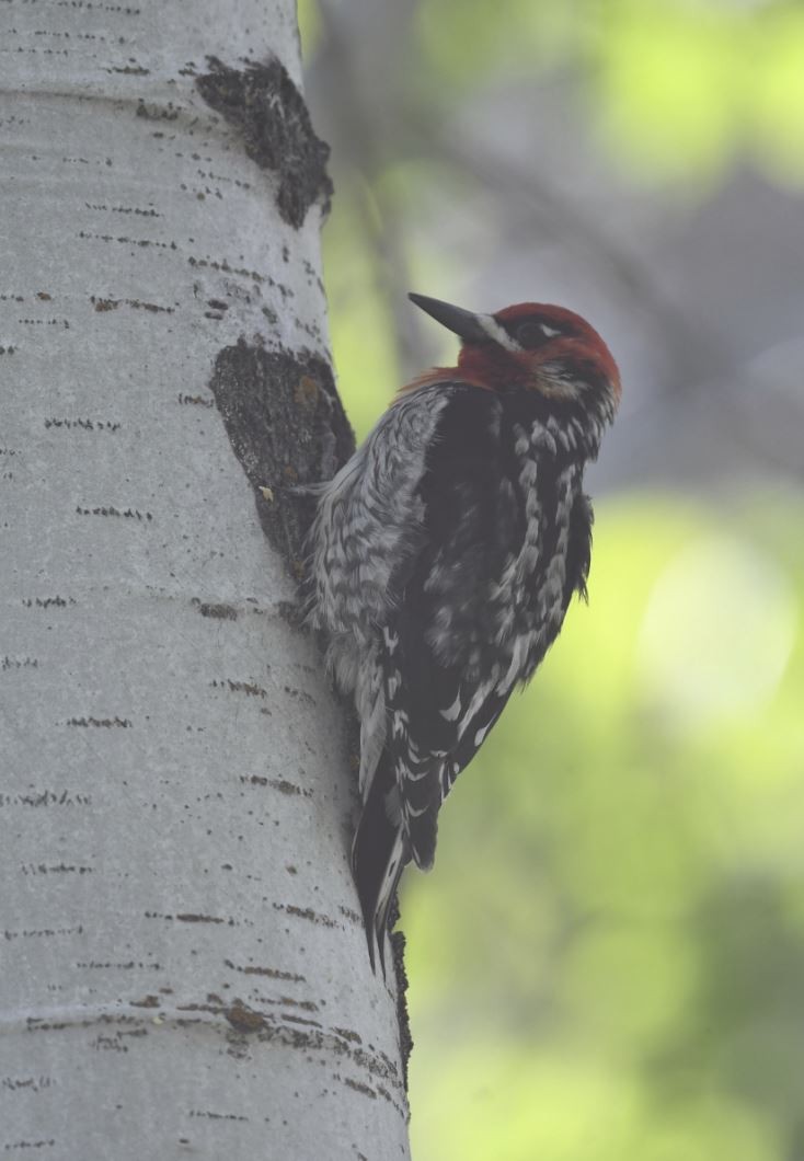 Red-naped x Red-breasted Sapsucker (hybrid) - Tom Crabtree
